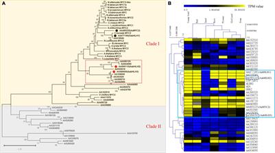 Basic Helix-Loop-Helix Transcription Factors AabHLH2 and AabHLH3 Function Antagonistically With AaMYC2 and Are Negative Regulators in Artemisinin Biosynthesis